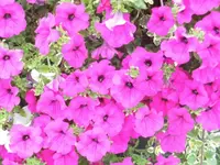 DSCI0755 (1).webp
