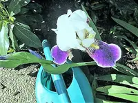 DSCI2895.webp