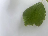 CC6E71DF-B08F-4BCA-8471-F57D5838AE04.jpeg