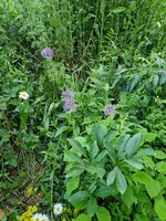 20230518_203538.webp
