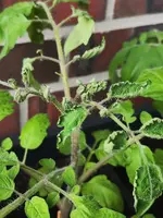 IMG_20230519_182150.webp