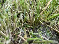 IMG_8185.webp
