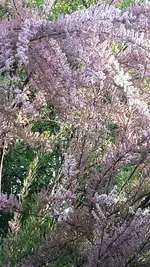 Tamariske.webp