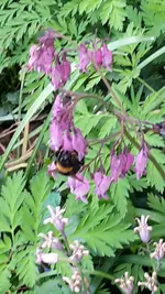 1 Hummel.webp