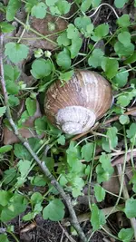 dicke Schnecke.webp