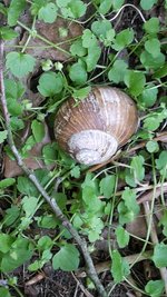 dicke Schnecke.jpg