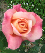 IMG_1730.webp