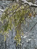 DSC02634.webp
