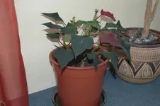 DSC_0303.webp