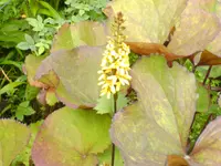 034.webp