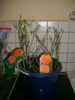 Frühling 22.02.2010 017.webp