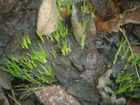 Frühling 22.02.2010 001.webp