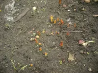 Frühling 22.02.2010 002.webp