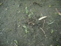Frühling 22.02.2010 004.webp