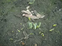 Frühling 22.02.2010 005.webp