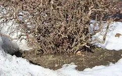 Krokusse unter Korkenzieher-Haselnuss_2.webp