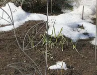 Frühjahrsblüher.webp