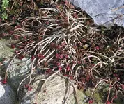 Steingartengewächs.webp