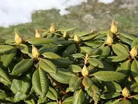 Rhodi mit dicken Knospen.webp