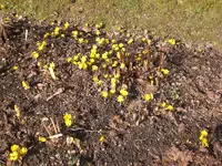 Garten Febr.2010 014.webp