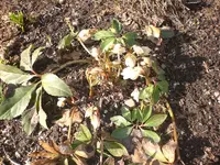 Garten Febr.2010 015.webp