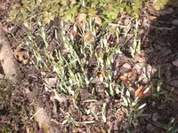 Garten Febr.2010 016.webp