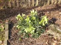 Garten Febr.2010 017.webp