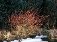 900_Harlekinweide.webp