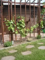 124115 009.webp