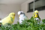 budgies.jpg