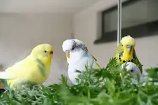 budgies.webp