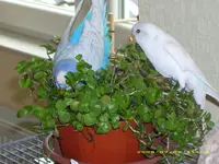 Golliwoog.webp