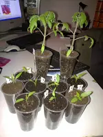 chilis.webp
