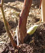 fruehling.webp
