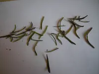 Rosmarinnadeln 1.webp