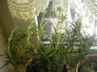 Rosmarinnadeln3.webp