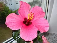 hibiskus.webp
