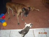 A 042.webp