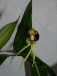 Encyclia choleata.jpg