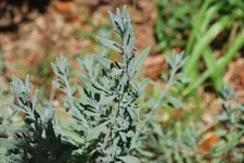 Lavendel Zweig?.webp
