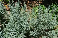 Lavendelbusch.webp