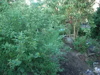 04.06.2009 036.webp