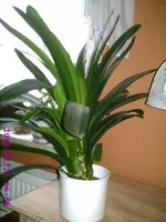 PIC00120.webp