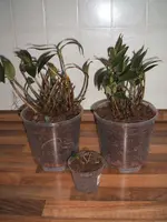 Orchideen.webp