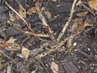 Hortensie.webp