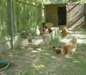 Huehner v (1).webp