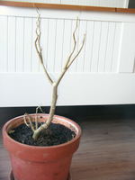 Engelstrompete2.webp