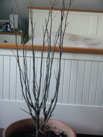 Hibiscus2.webp