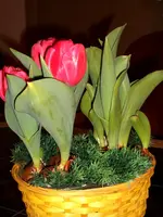 Tulpe.webp