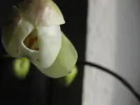 Phali_weiß_Blüte.webp